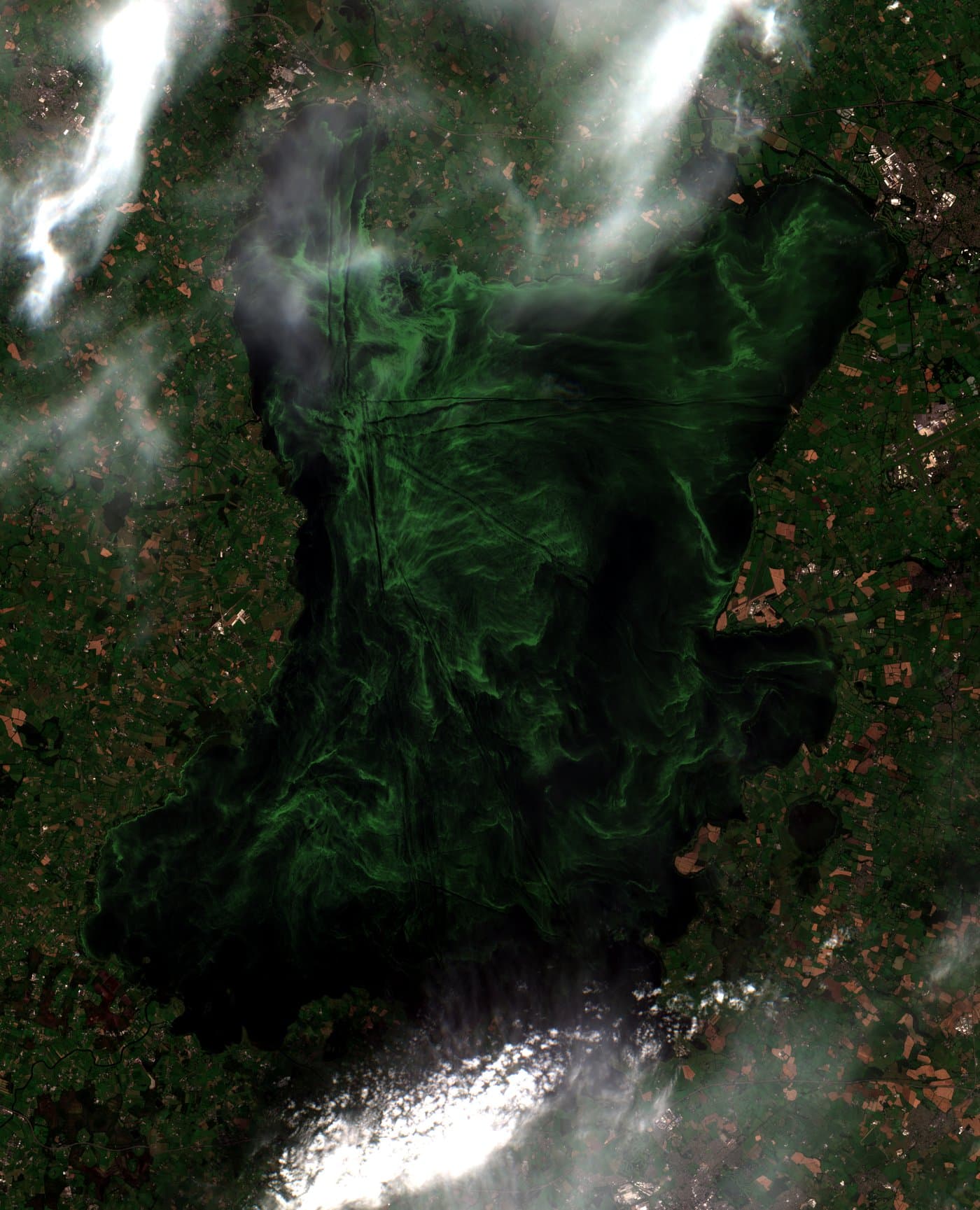 Lough Neagh satellite view, 12 August 2025: vivid green algal bloom covering the lake
