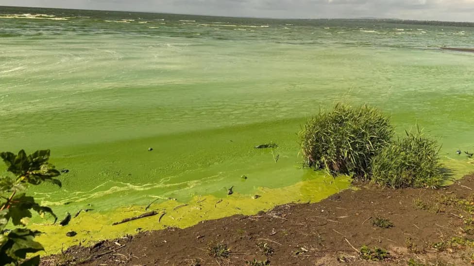 Algal Blooms