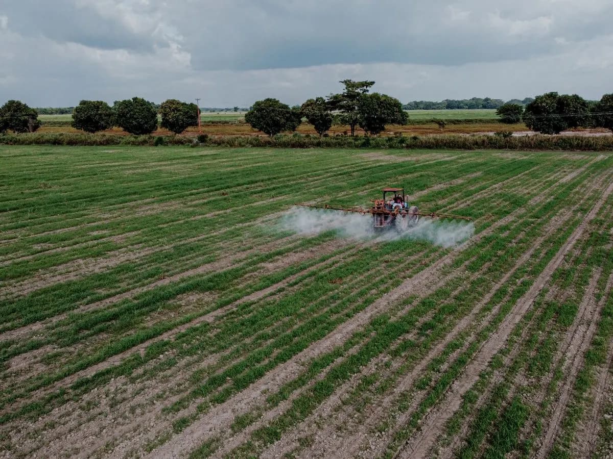 A tractor spraying a green crop field, seen from above