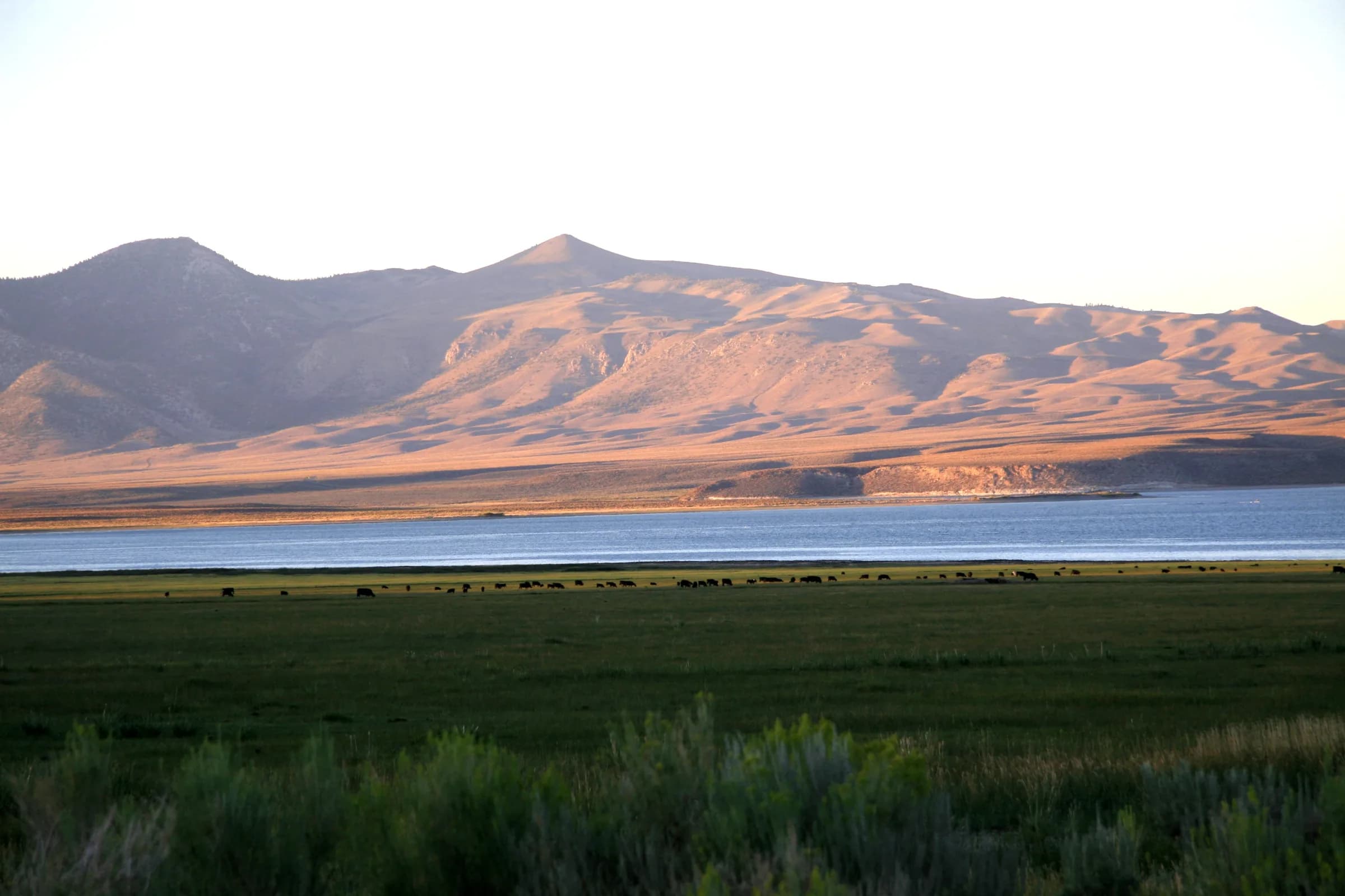 Crowley Lake in late afternoon light, with cattle on the meadow in front of it and Glass Mountain behind