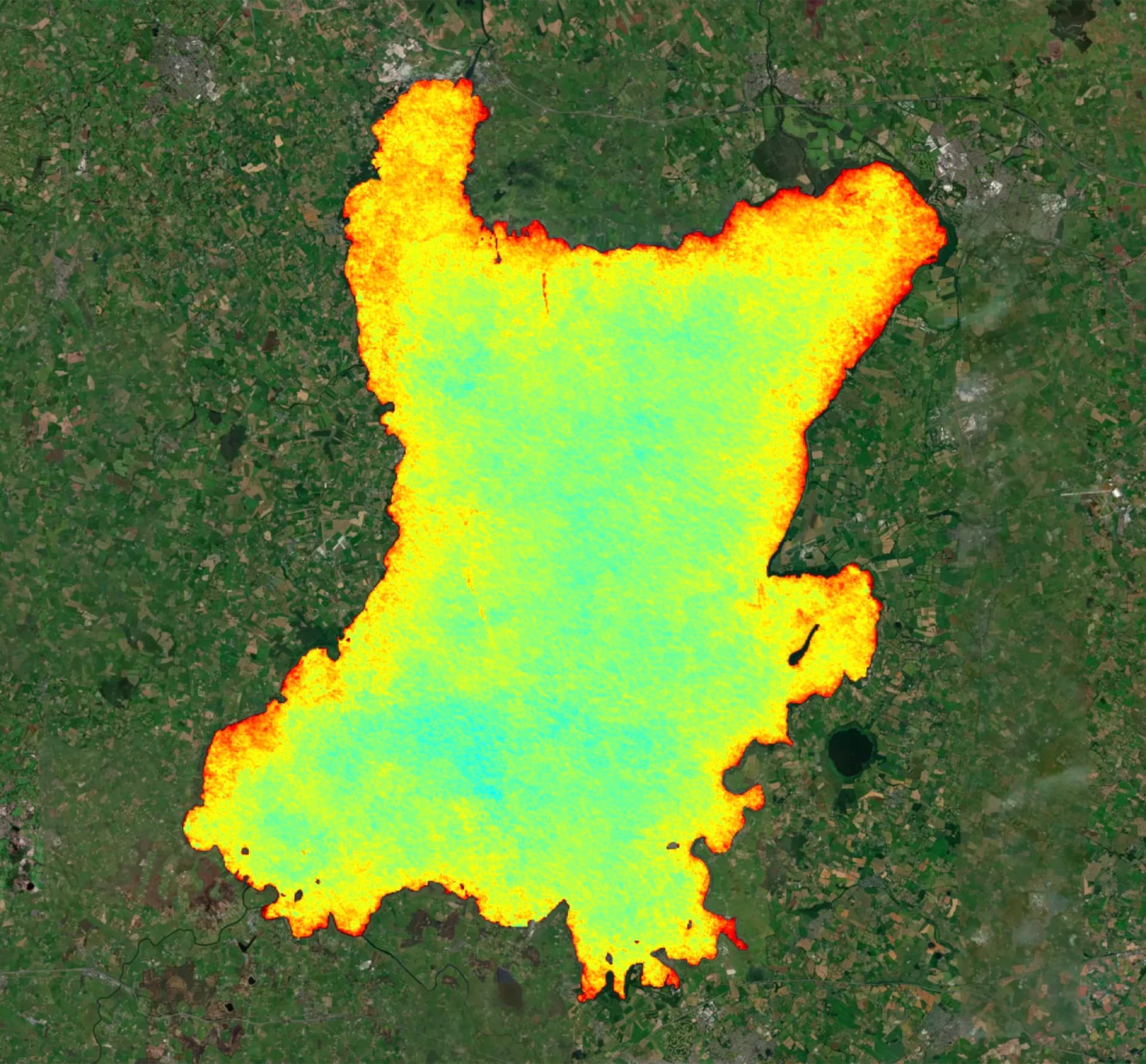 Satellite algae-concentration heatmap across the full surface of Lough Neagh, green through red showing bloom intensity